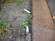 吸い殻のポイ捨て写真