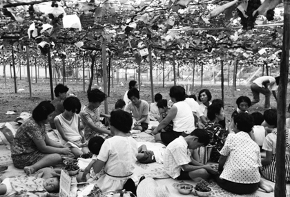 ぶどう狩り(長根町)