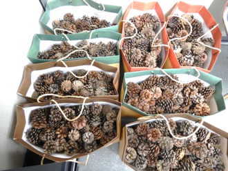 プレゼントした松ぼっくり