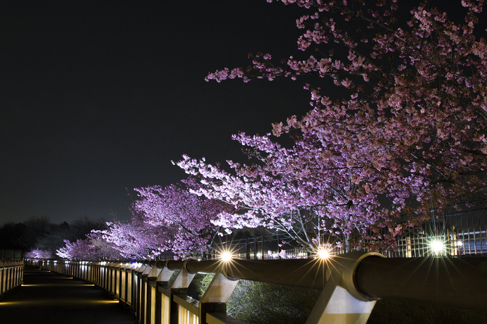 夜間のライトアップ