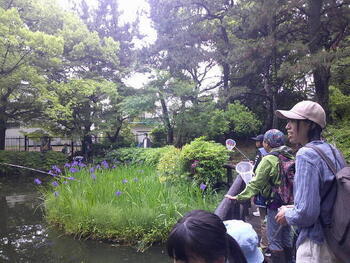 池でも多くのいきものを観察できました