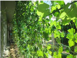 公共施設での緑のカーテン作品1