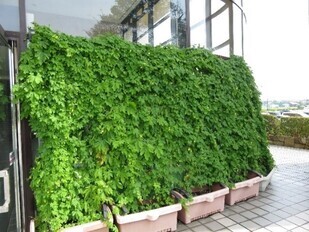 緑のカーテンの写真