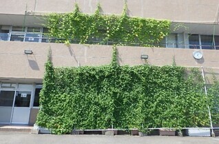 緑のカーテンの写真