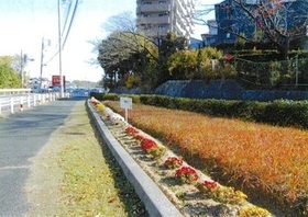 若葉