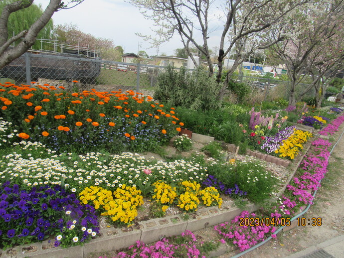 マスター(共同花壇)の部/アダプト吉田のガーデン(桜木町)