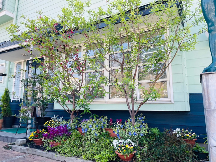 一般(共同花壇)の部/美容室Pecheさんのガーデン(若草町)