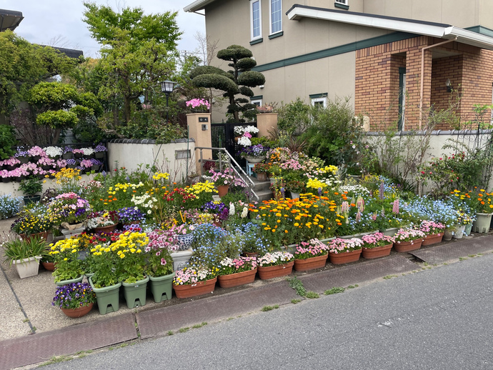 マスター(家庭緑花)の部/鈴木ふみ枝さんのガーデン(中央町)