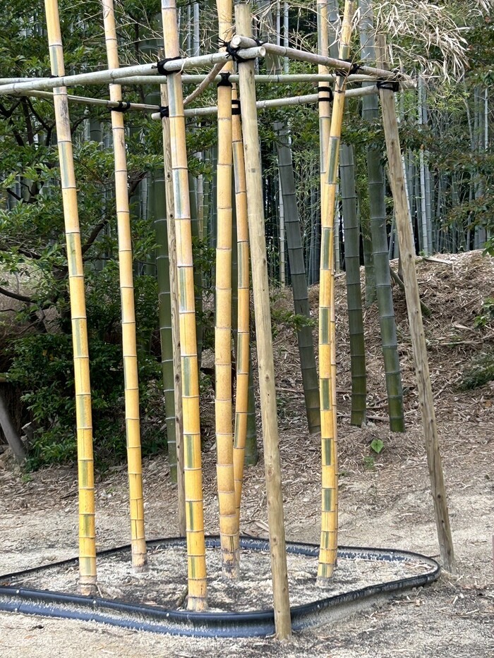 キンメイモウソウ