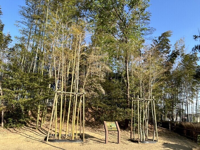 移植された2種類の竹