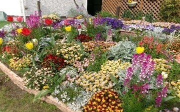 保育園さくらんぼ