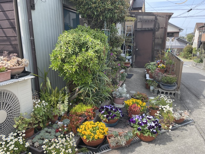 一般（家庭緑花）の部／白谷さき子さんのガーデン