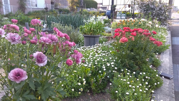 マスター（家庭緑花）の部／榊原敬子さんのガーデン