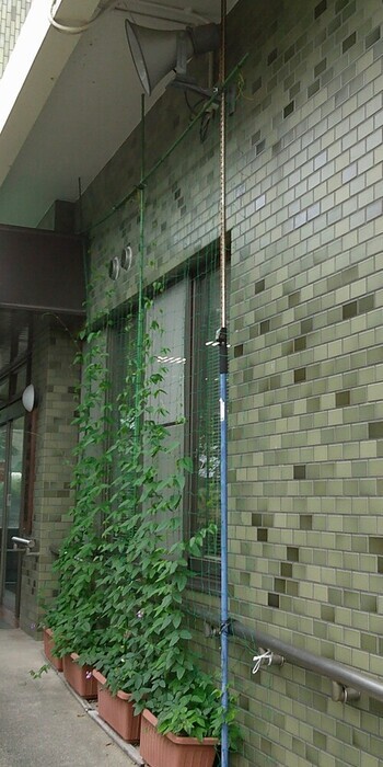 フジバカマ1