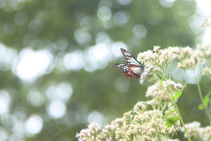 アサギマダラの画像