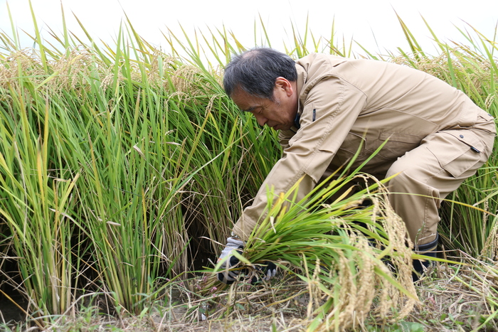 おおぶニック米収穫
