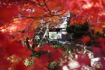 大倉公園もみじ