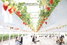 甘い！いちごの季節