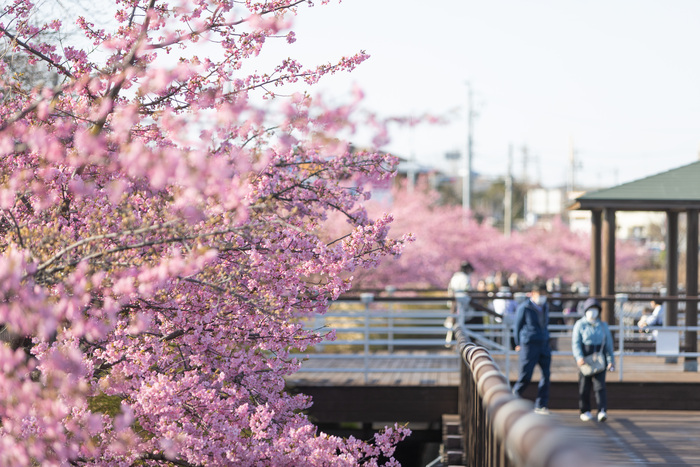 二ツ池公園桜の画像