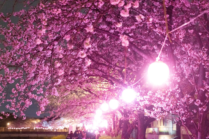 夜桜の写真