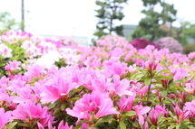 今が見頃！ツツジが開花