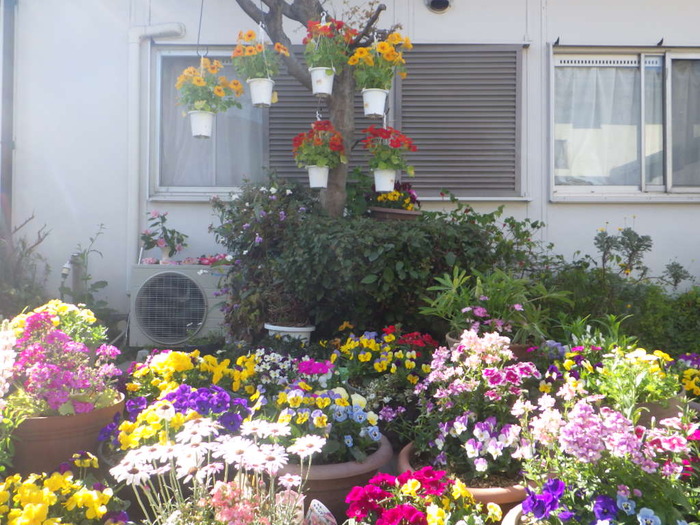 一般（家庭緑花）の部／白谷さき子さんのガーデン