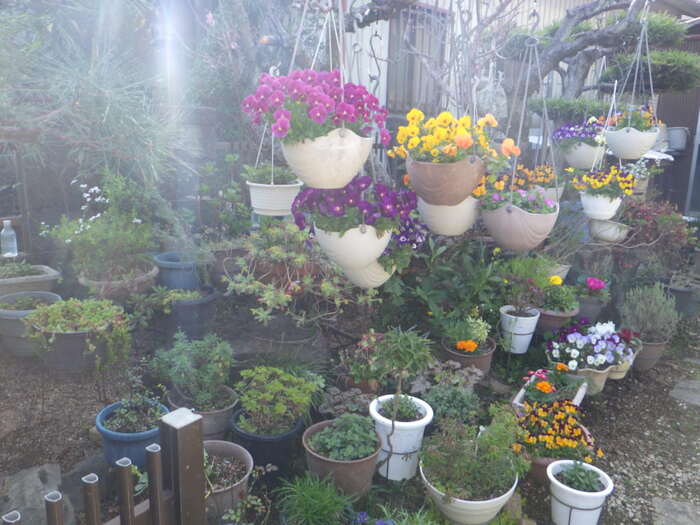 一般（家庭緑花）の部／加古尚子さんのガーデン