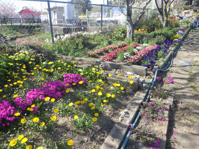 マスター（共同花壇）の部／アダプト吉田のガーデン