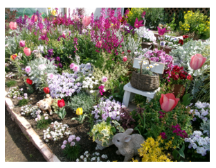 共同花壇の部最優秀賞の画像