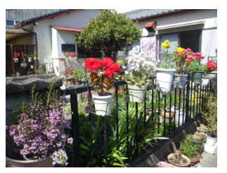 家庭緑花の部最優秀賞の画像