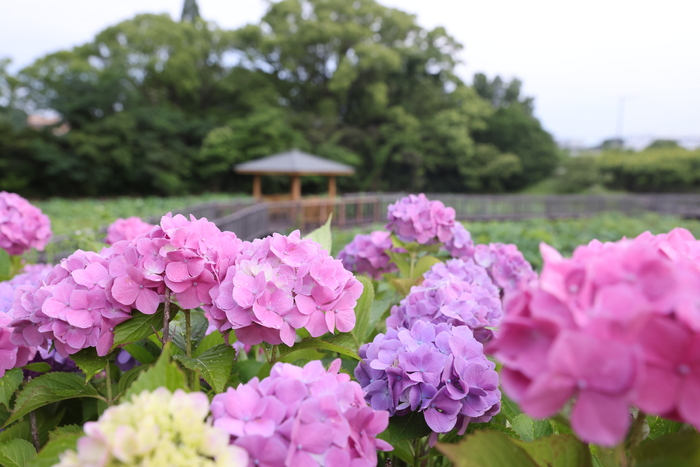 あじさいの画像