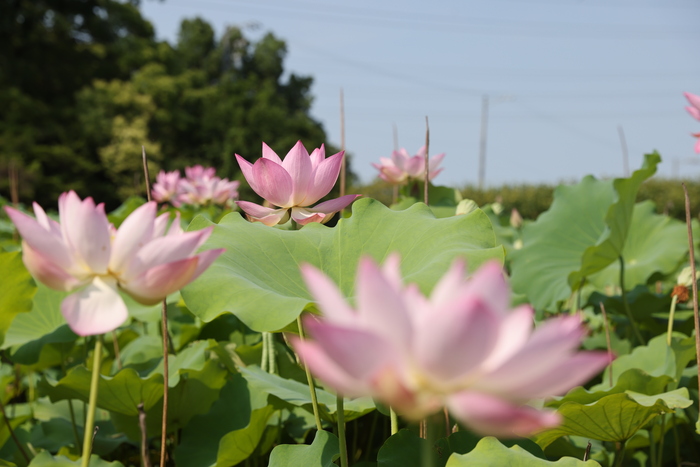 ハス開花の画像