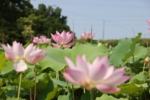 ハスが開花しました