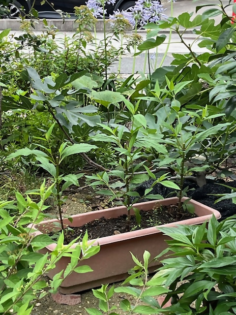 4月に講座を受講された方のフジバカマの画像