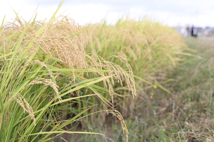 おおぶニック米の写真