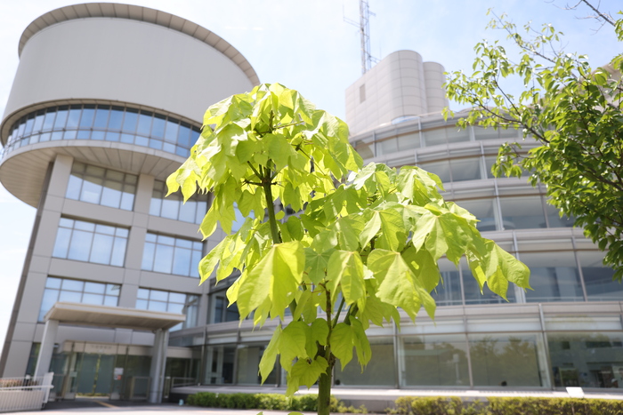 庁舎前のアオギリの写真