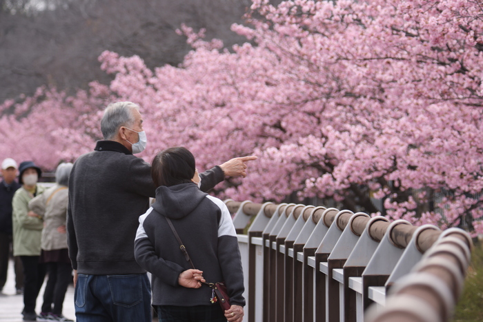 二ツ池公園の河津桜の写真