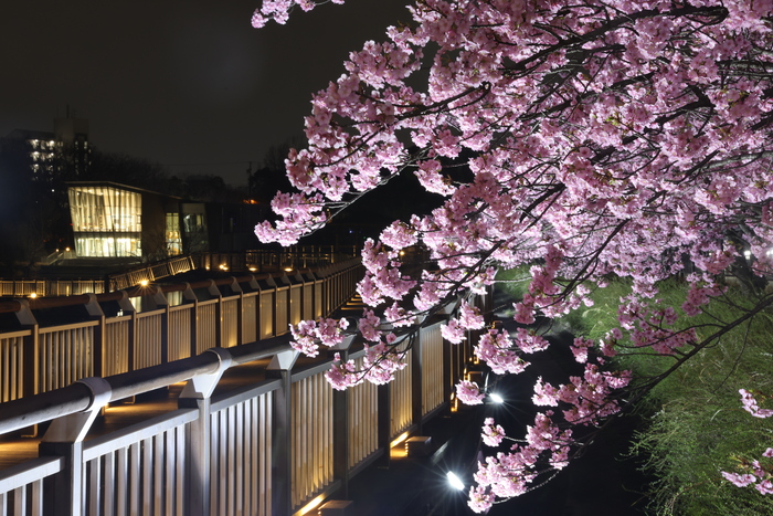 二ツ池公園の河津桜ライトアップの写真