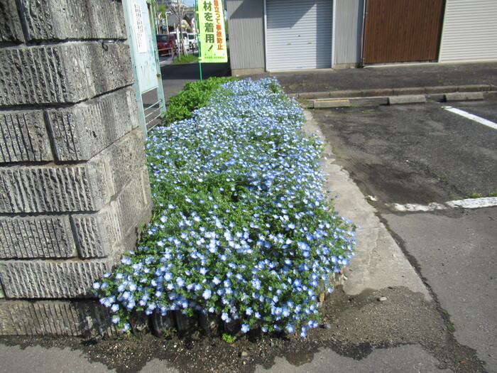 花壇に咲くネモフィラの画像