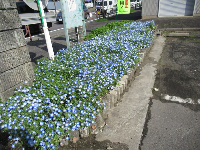 ネモフィラの画像