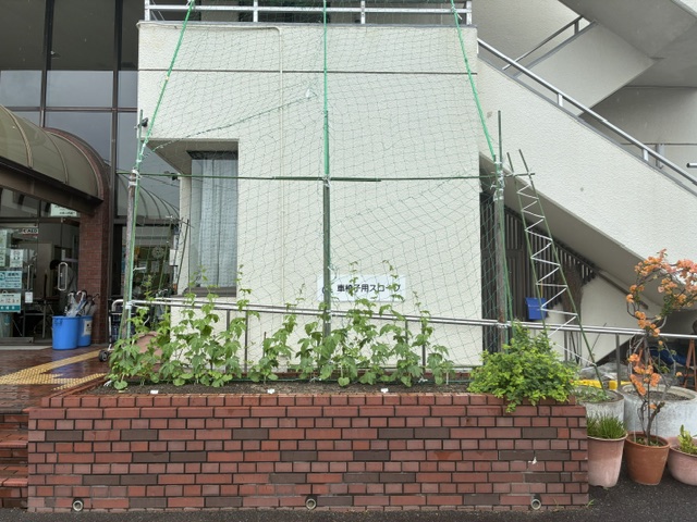 緑のカーテン