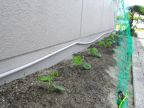 植えたての様子